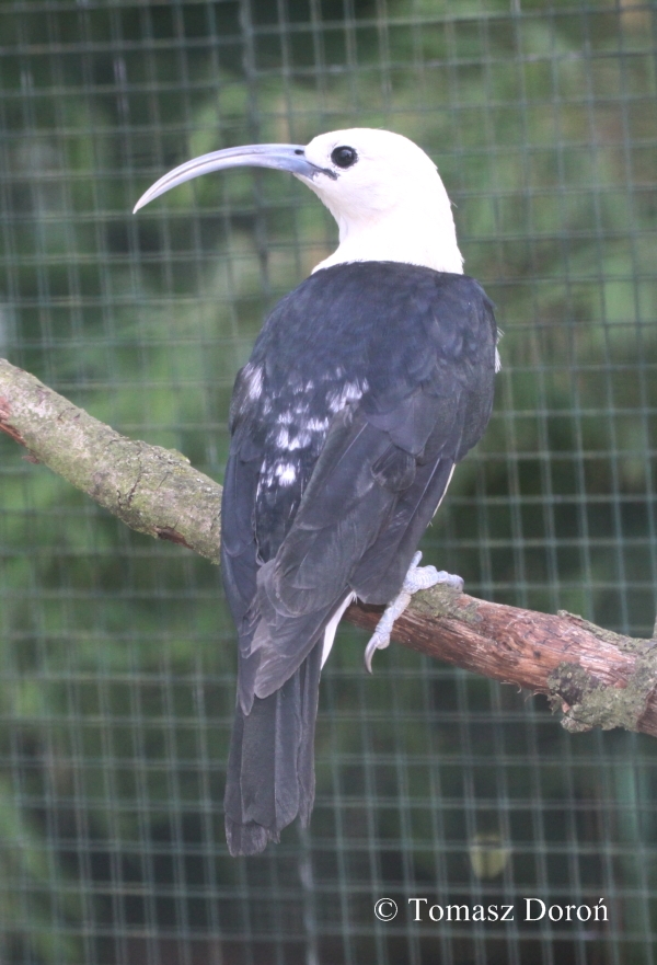 Sickle-billed Vanga (Falculea palliata)