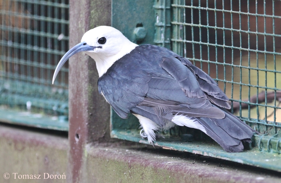Sickle-billed Vanga (Falculea palliata)