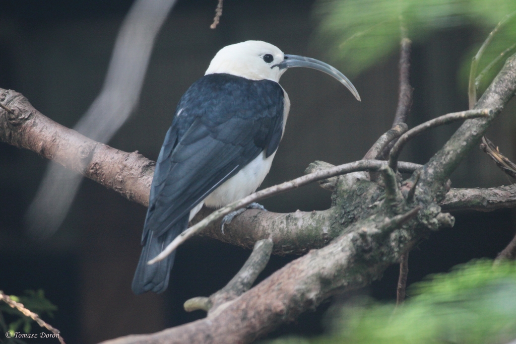 Sickle-billed Vanga (Falculea palliata)