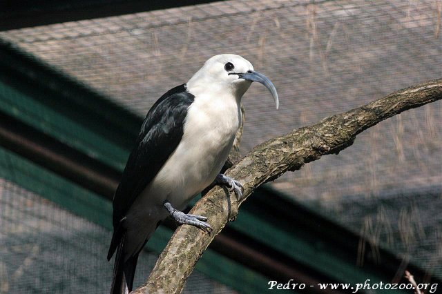 Sickle-billed Vanga (Falculea palliata)