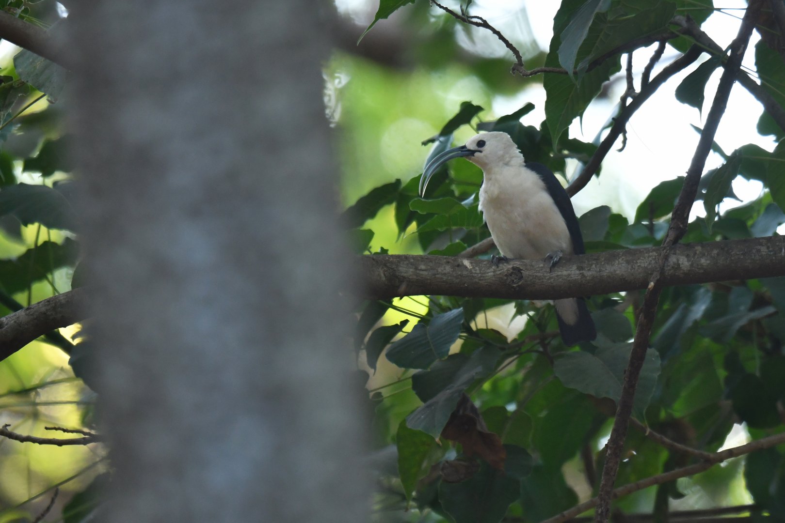 Sickle-billed Vanga (Falculea palliata)