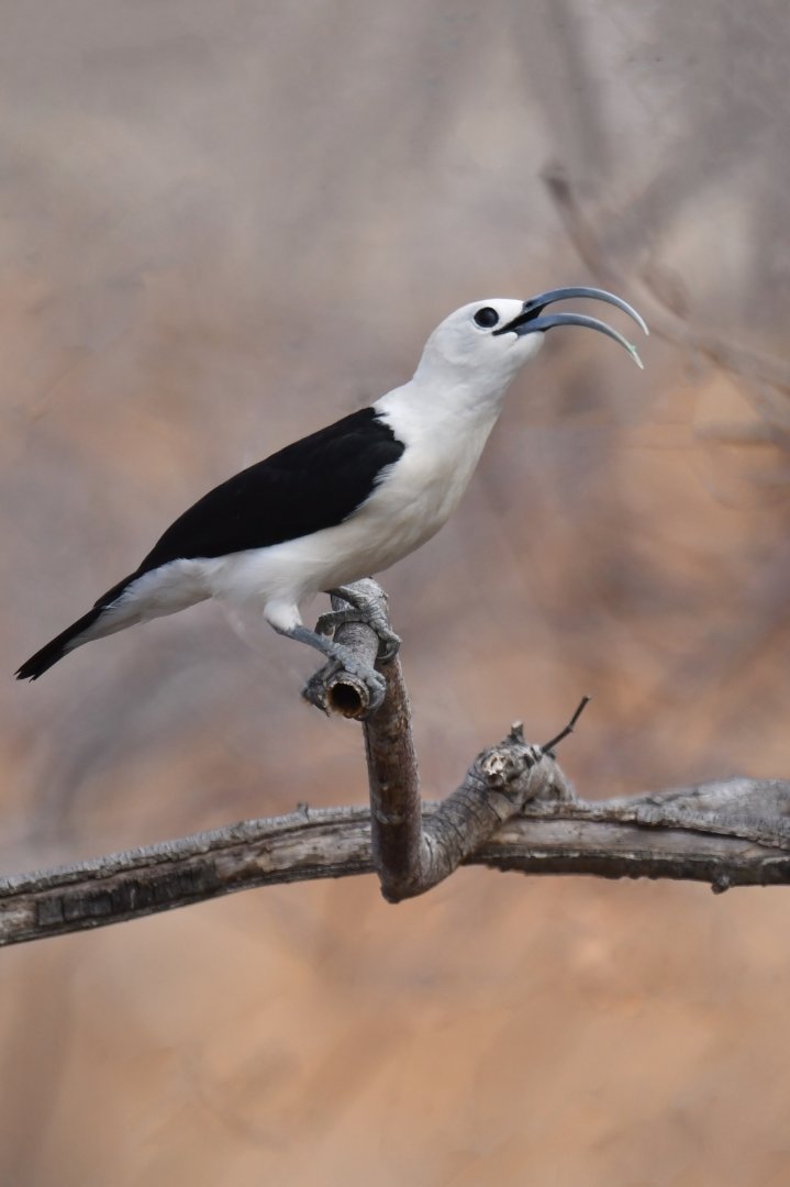 Sickle-billed Vanga Falculea palliata