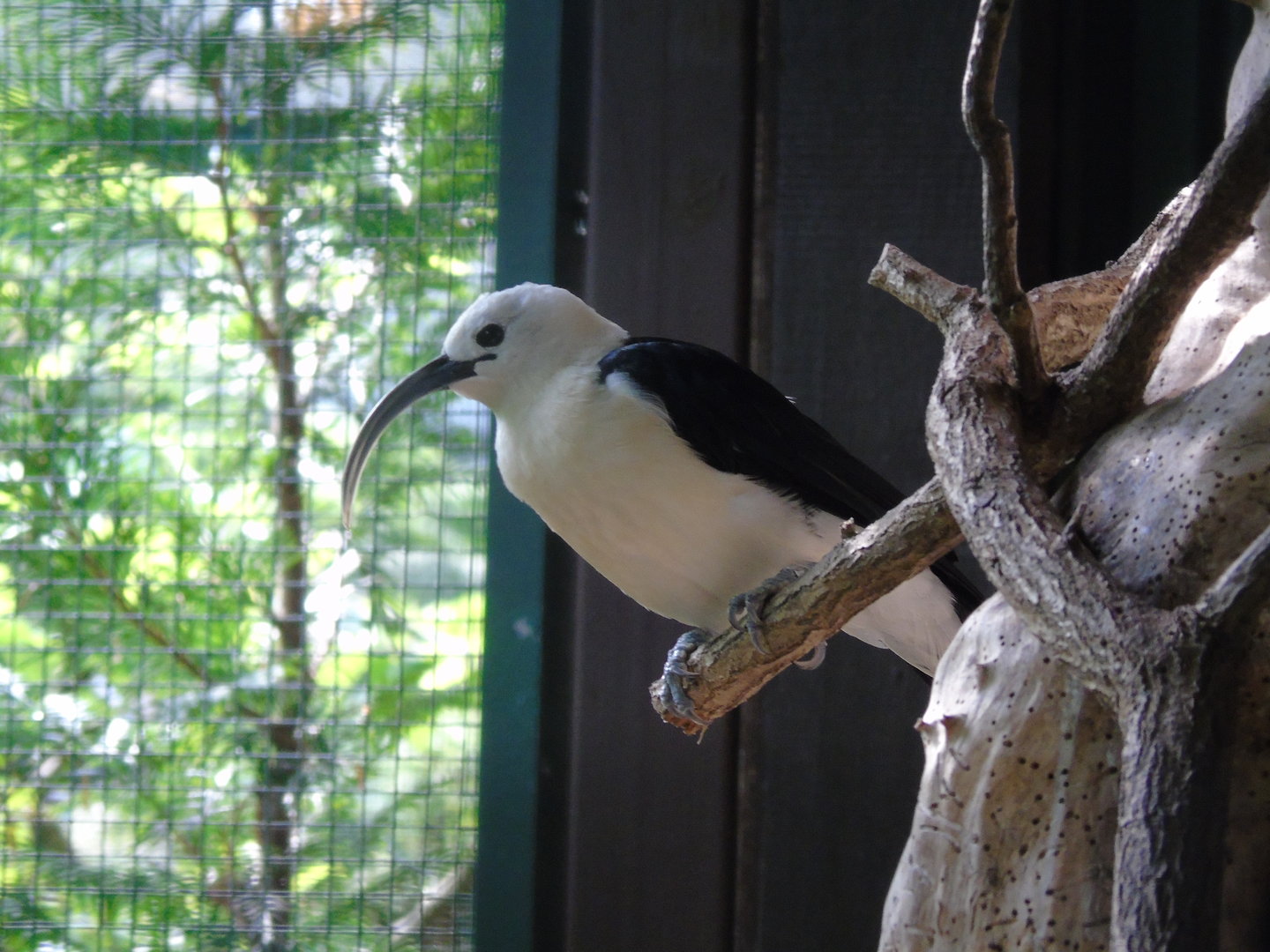 Sickle-billed vanga - May 2017