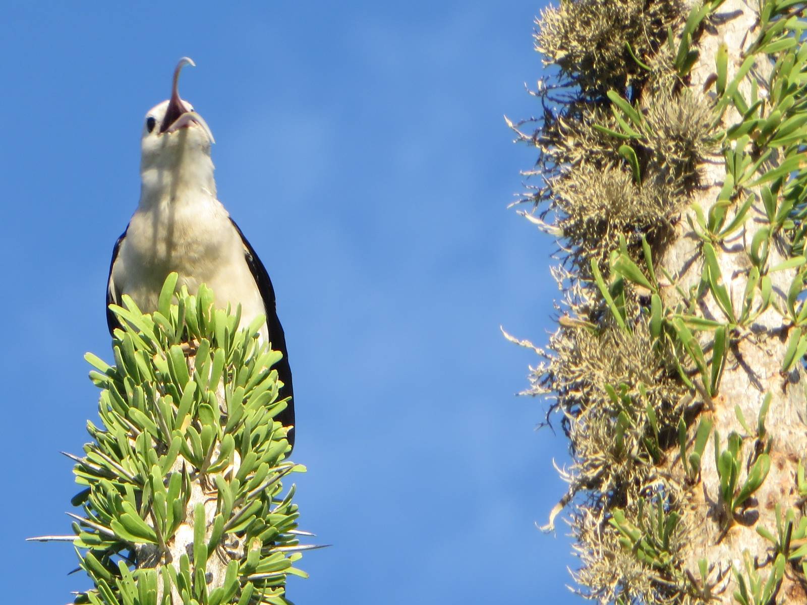 Sickle-billed vanga