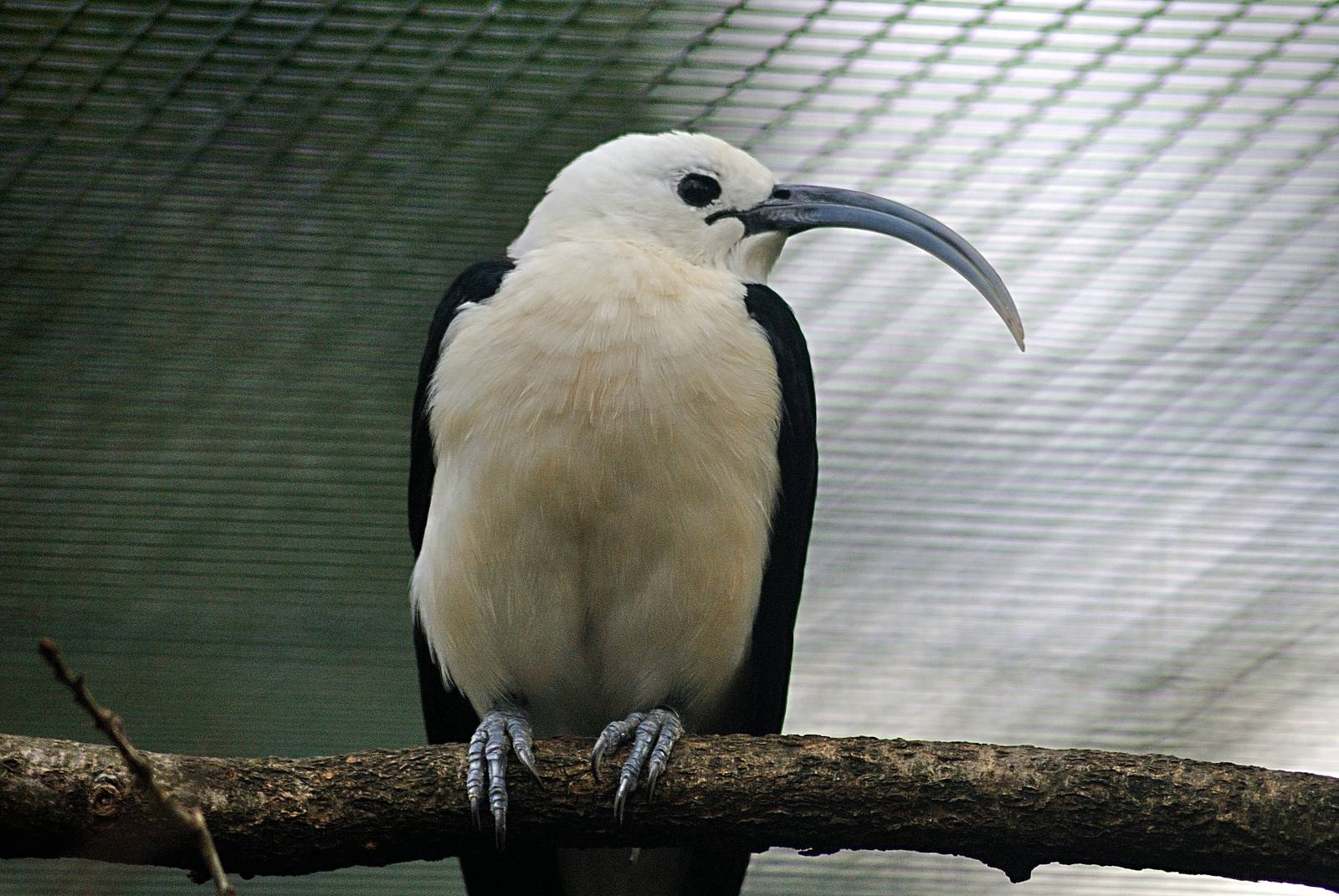 Sickle-billed vanga