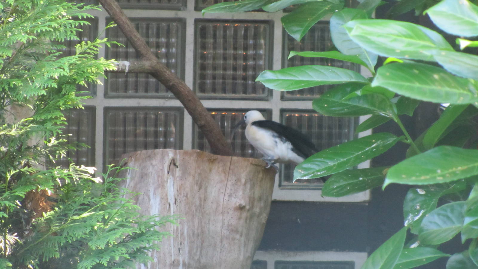 Sickle-billed vanga