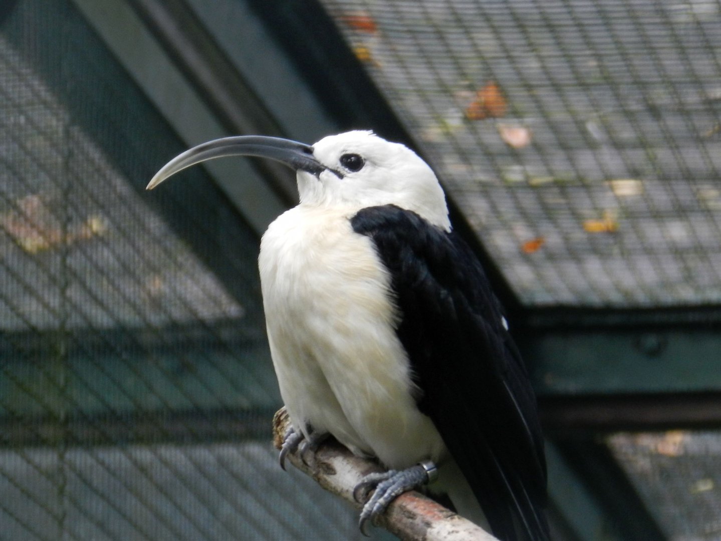 Sickle-billed Vanga.