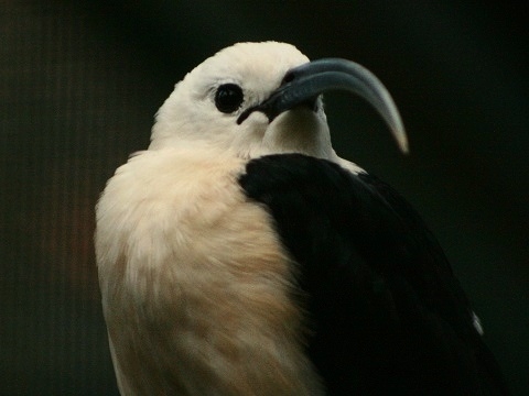 Sickle-billed Vanga