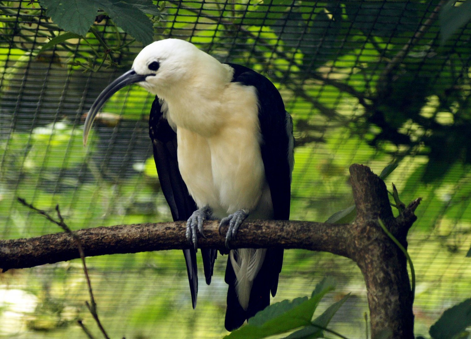 Sickle-billed vanga