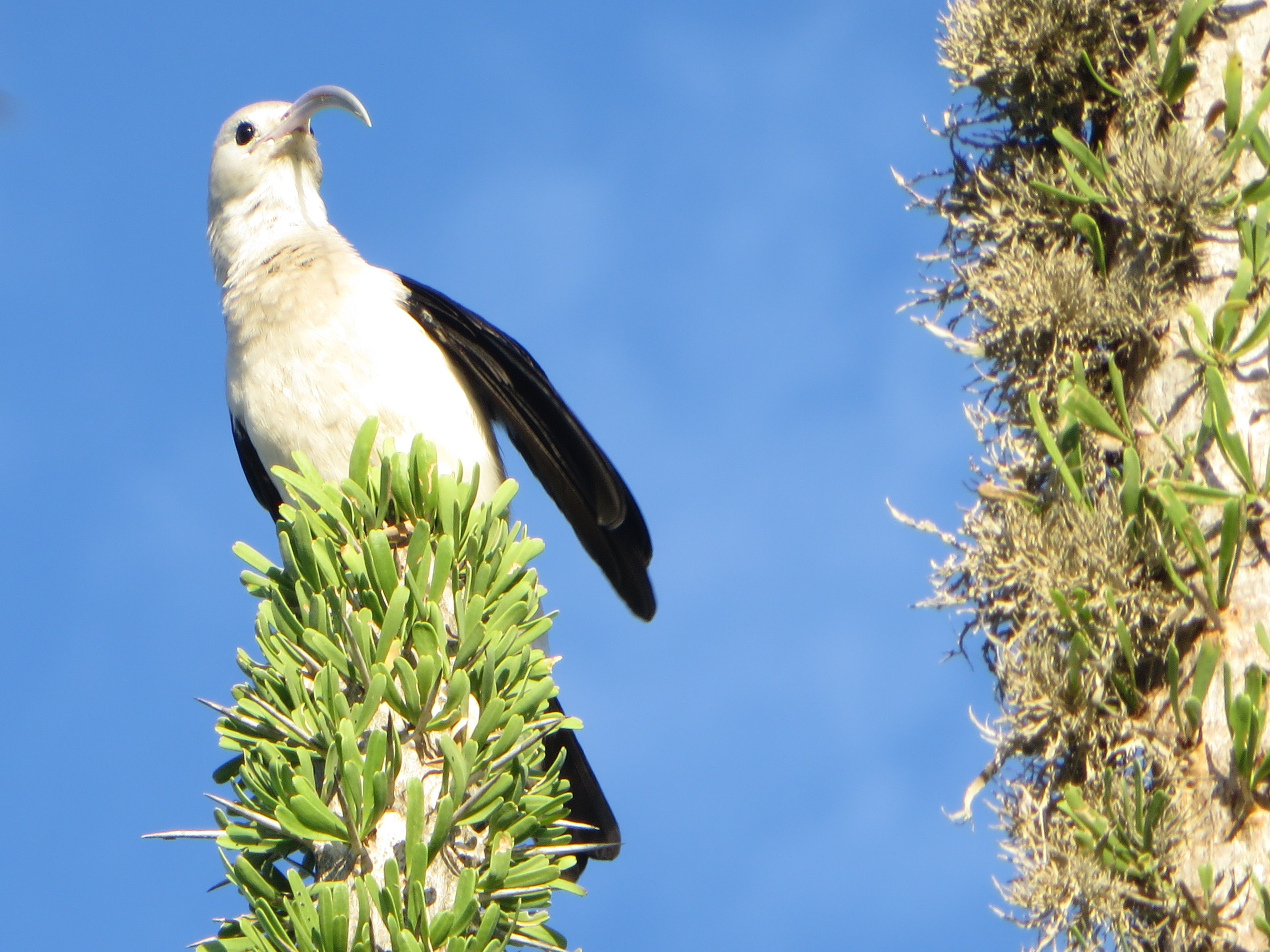 Sickle-billed vanga