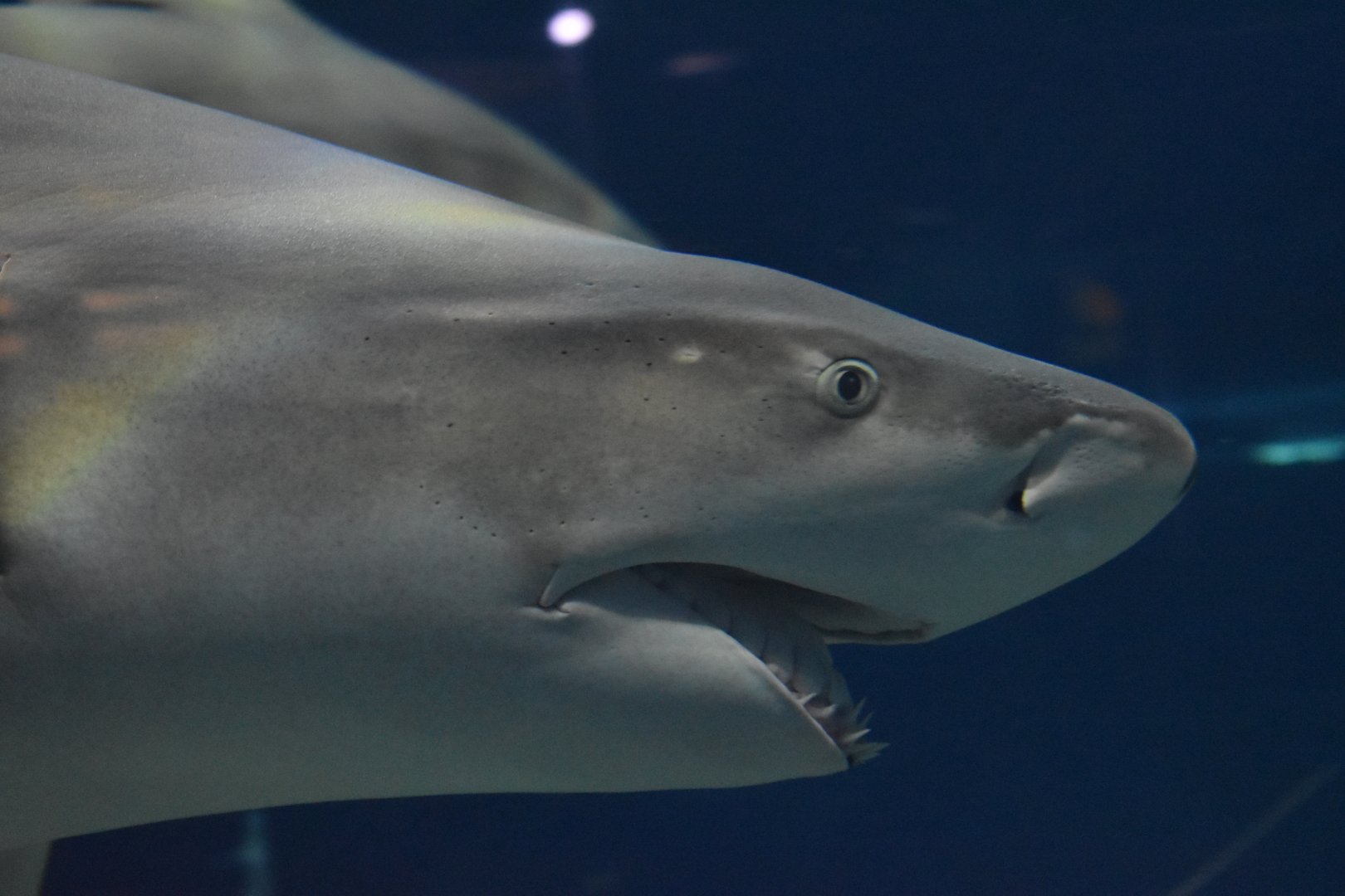 Sickle-fin  Lemon Shark ~ August 26th 2022