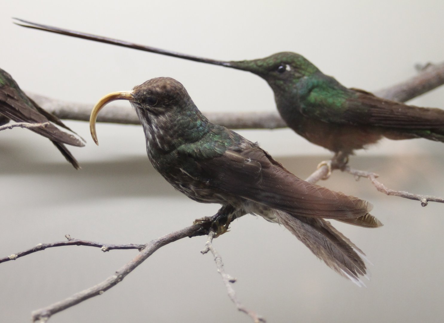 Sicklebill hummingbird and Sword-billed hummingbird