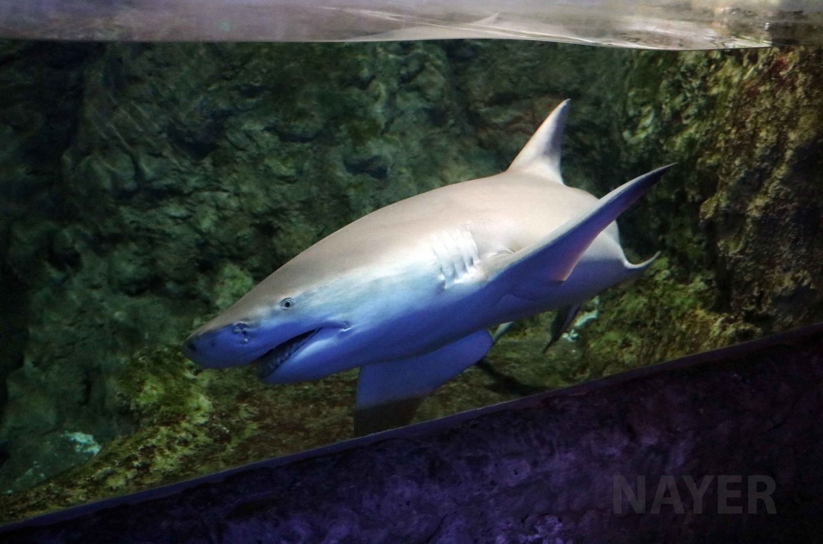 Sicklefin lemon shark, July 2016