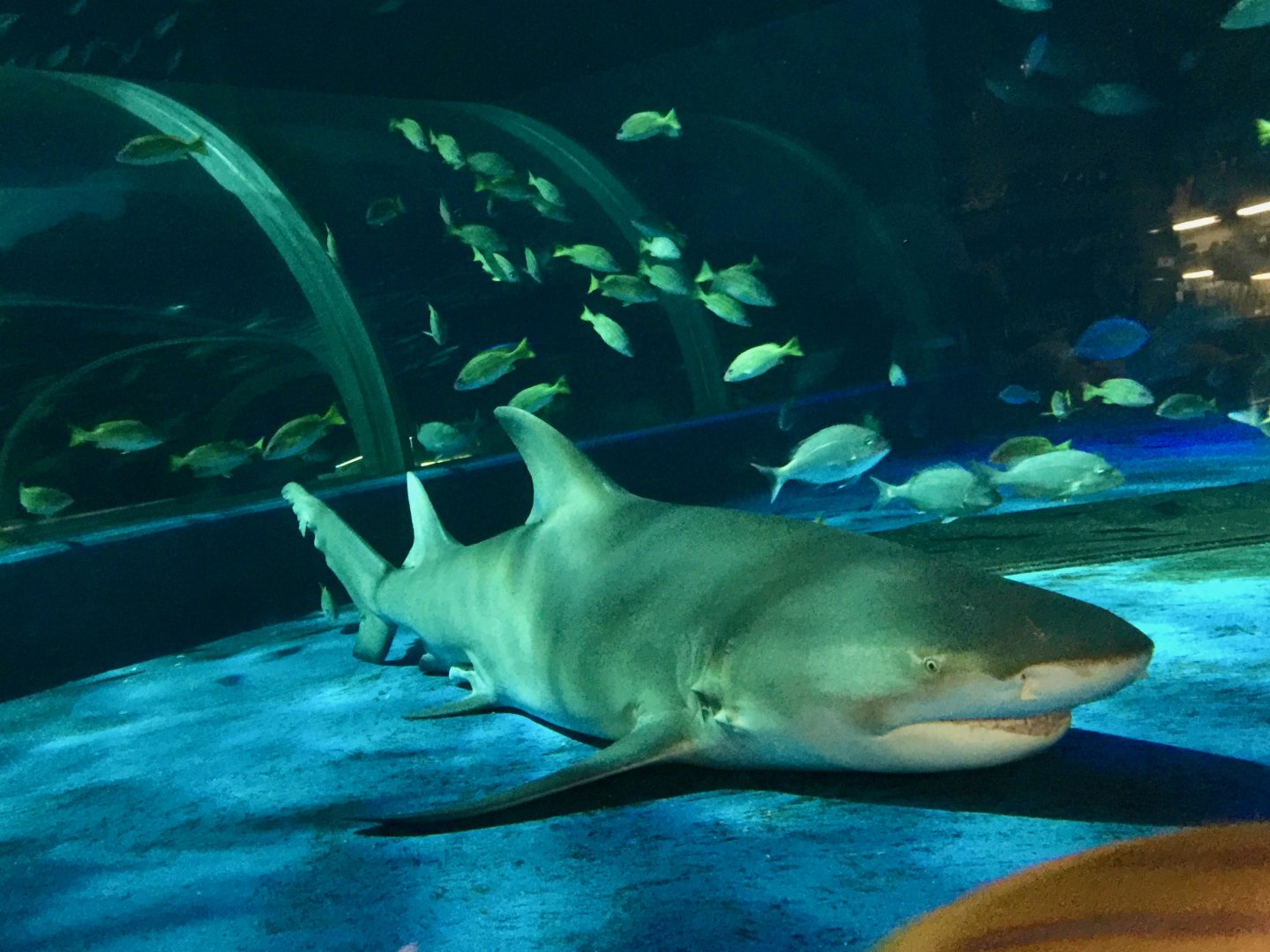 Sicklefin Lemon Shark (Negaprion acutidens) - Noboribetsu Marine Park Nixe