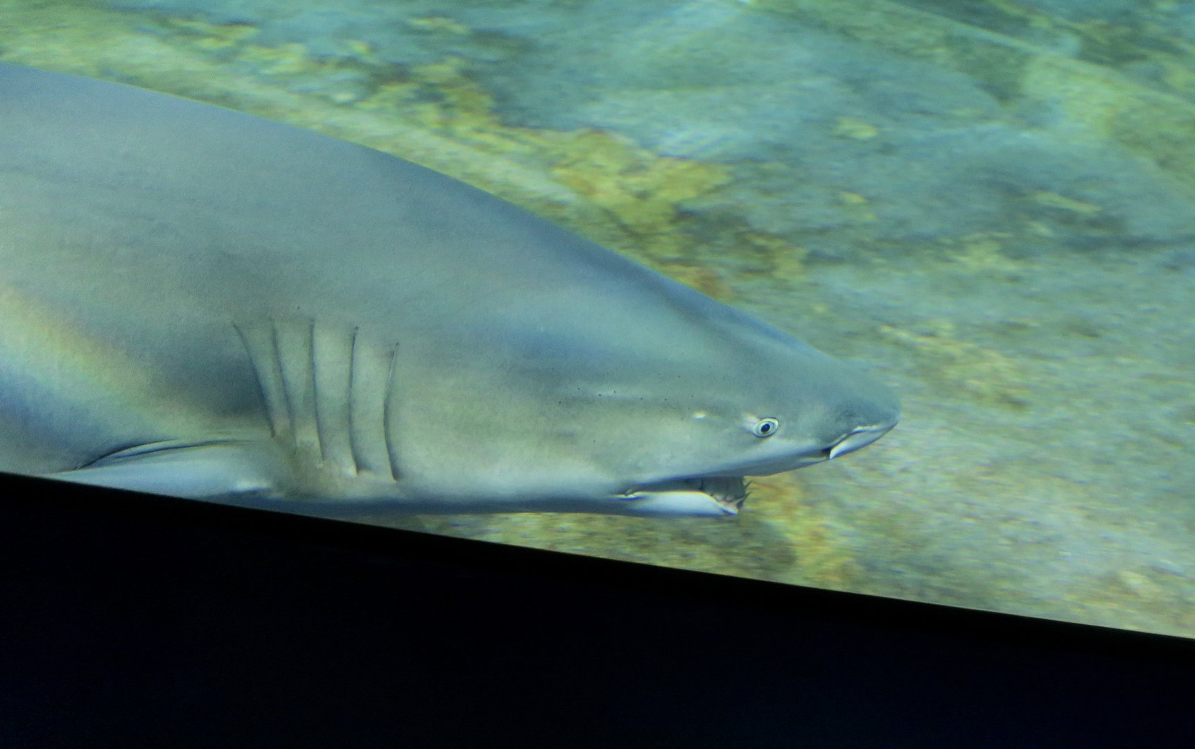 Sicklefin Lemon Shark (Negaprion acutidens)