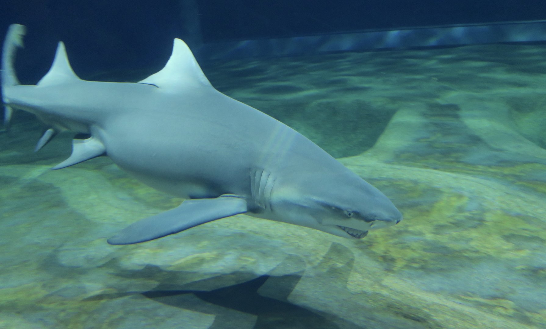 Sicklefin Lemon Shark (Negaprion acutidens)