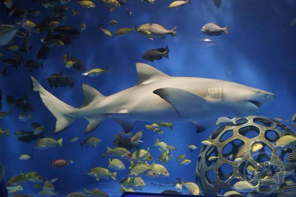 Sicklefin Lemon Shark (Negaprion acutidens)