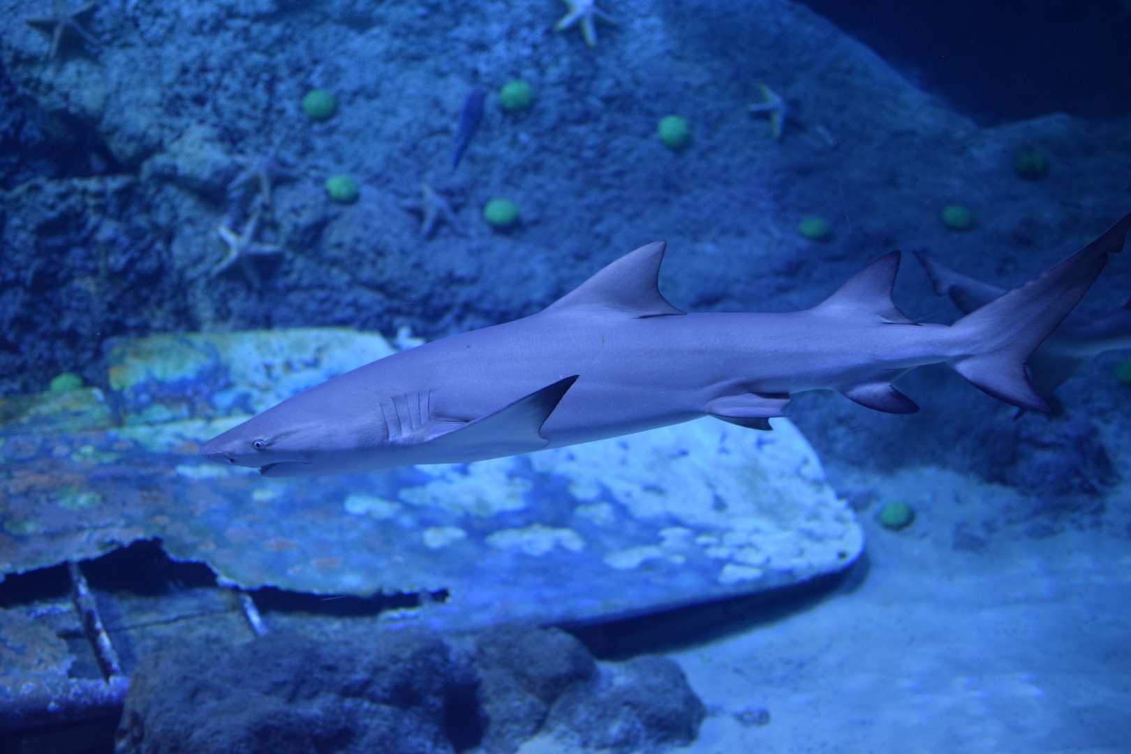 Sicklefin lemon shark - The National Aquarium Abu Dhabi