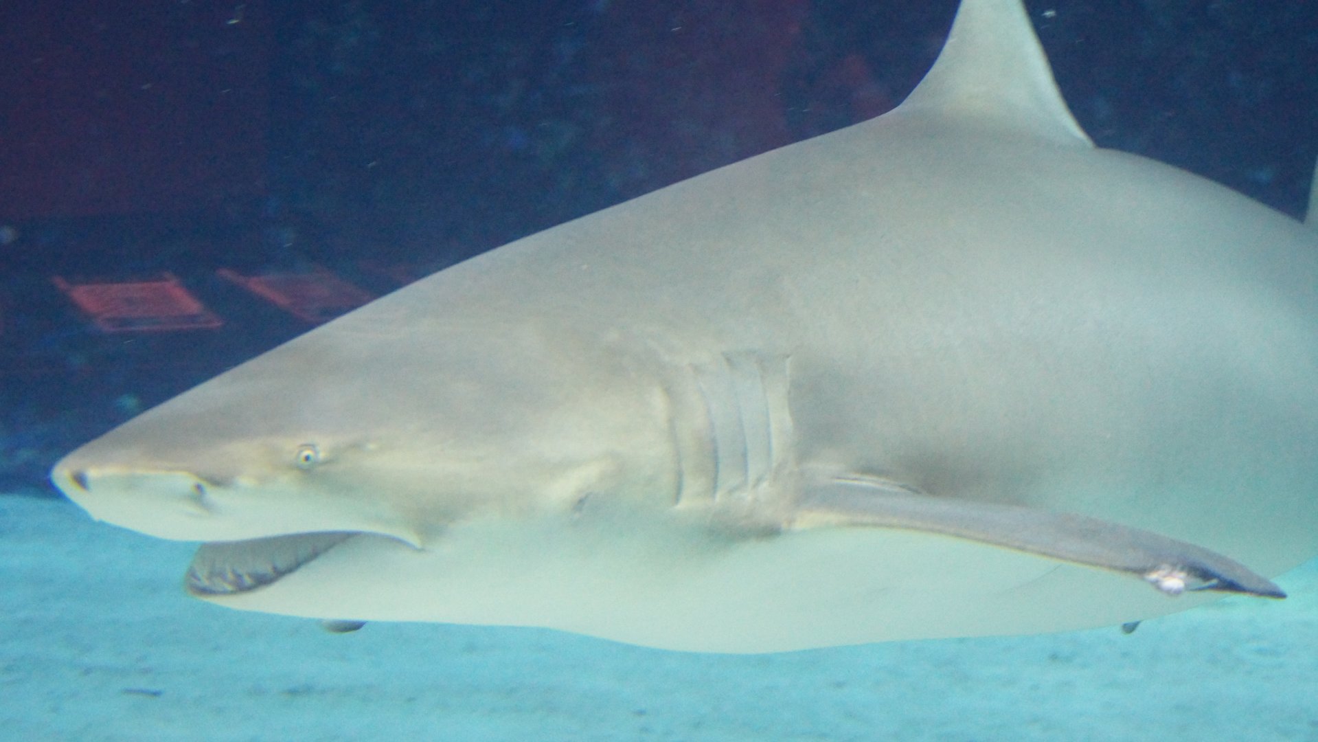 Sicklefin Lemon Shark