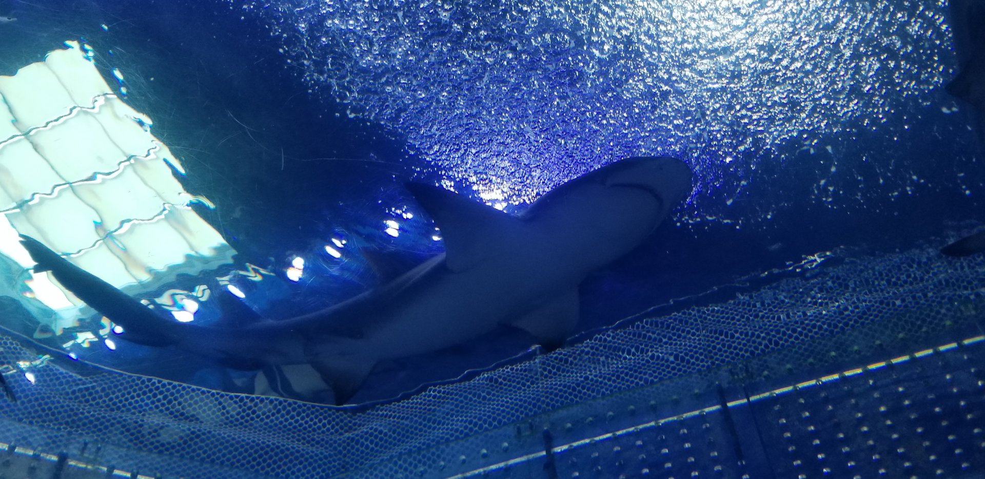 Sicklefin Lemon Shark