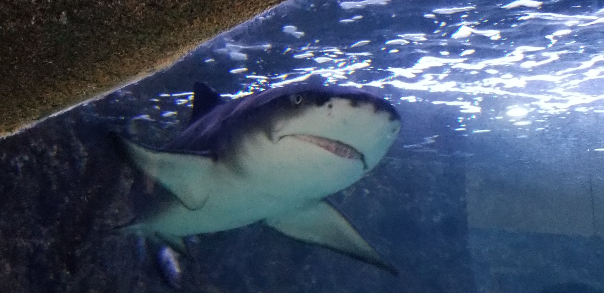 Sicklefin Lemon Shark