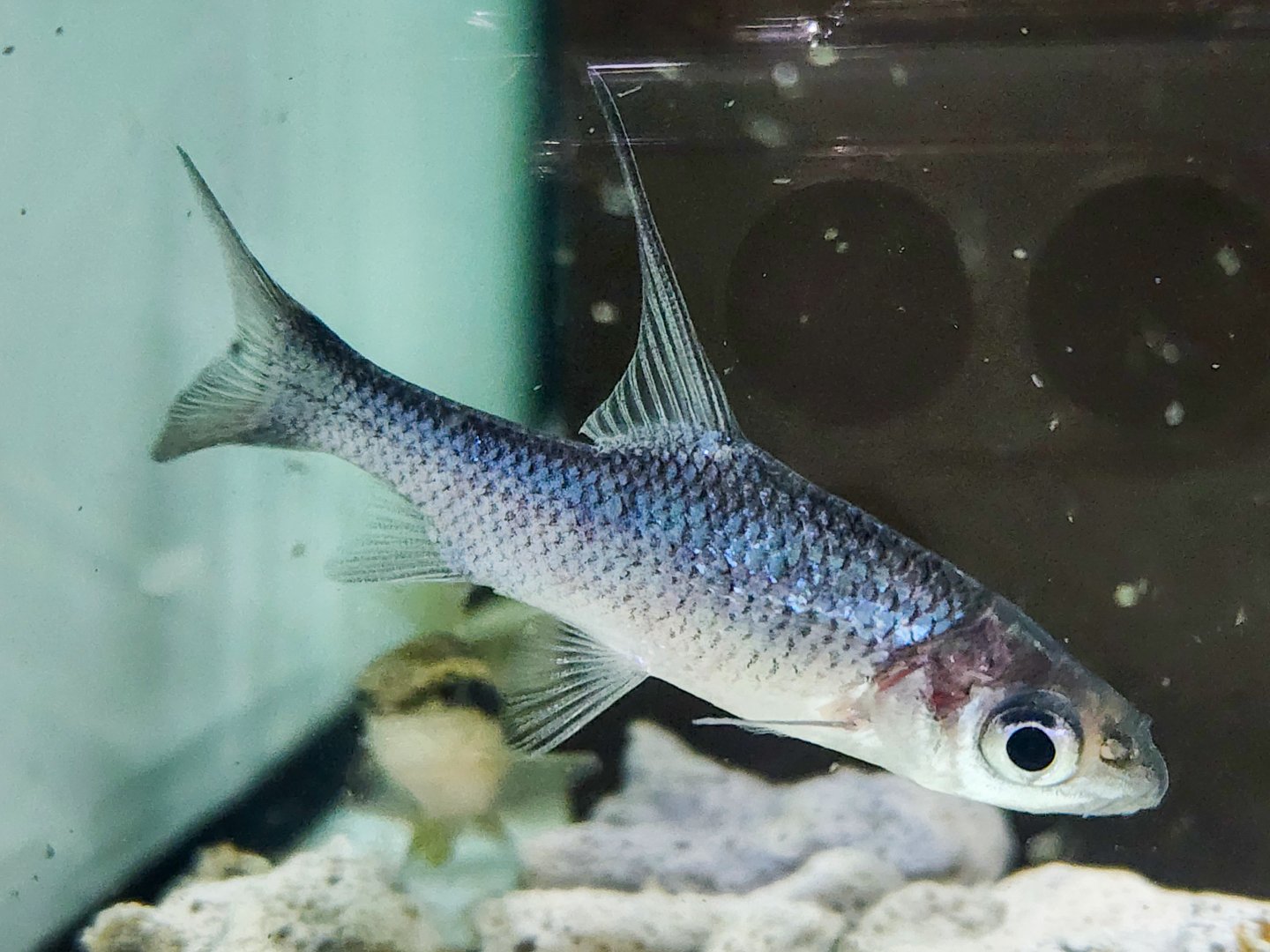 Sicklefin Soldier Barb (Cosmochilus falcifer)