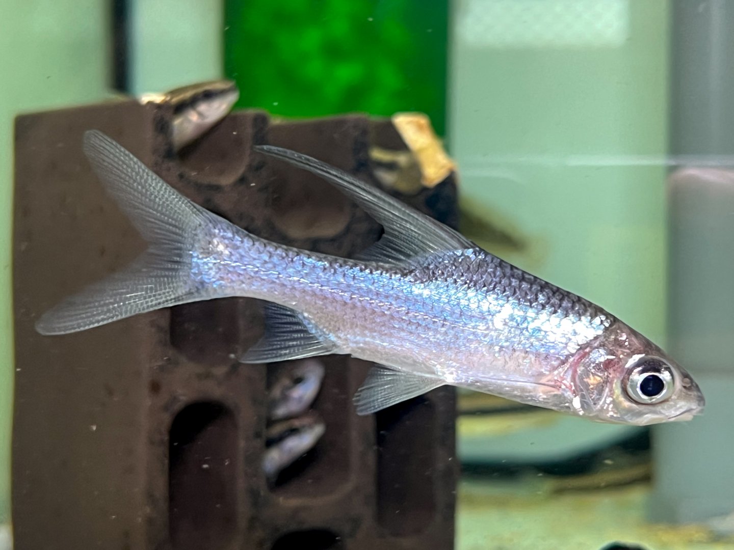 Sicklefin Soldier Barb (Cosmochilus falcifer)