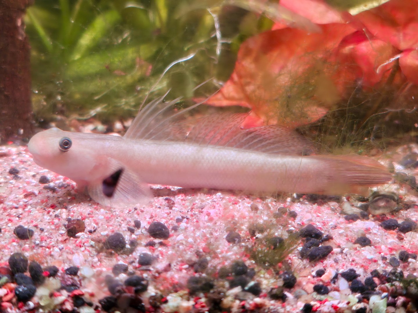 Sicyopterus cf. microcephalus