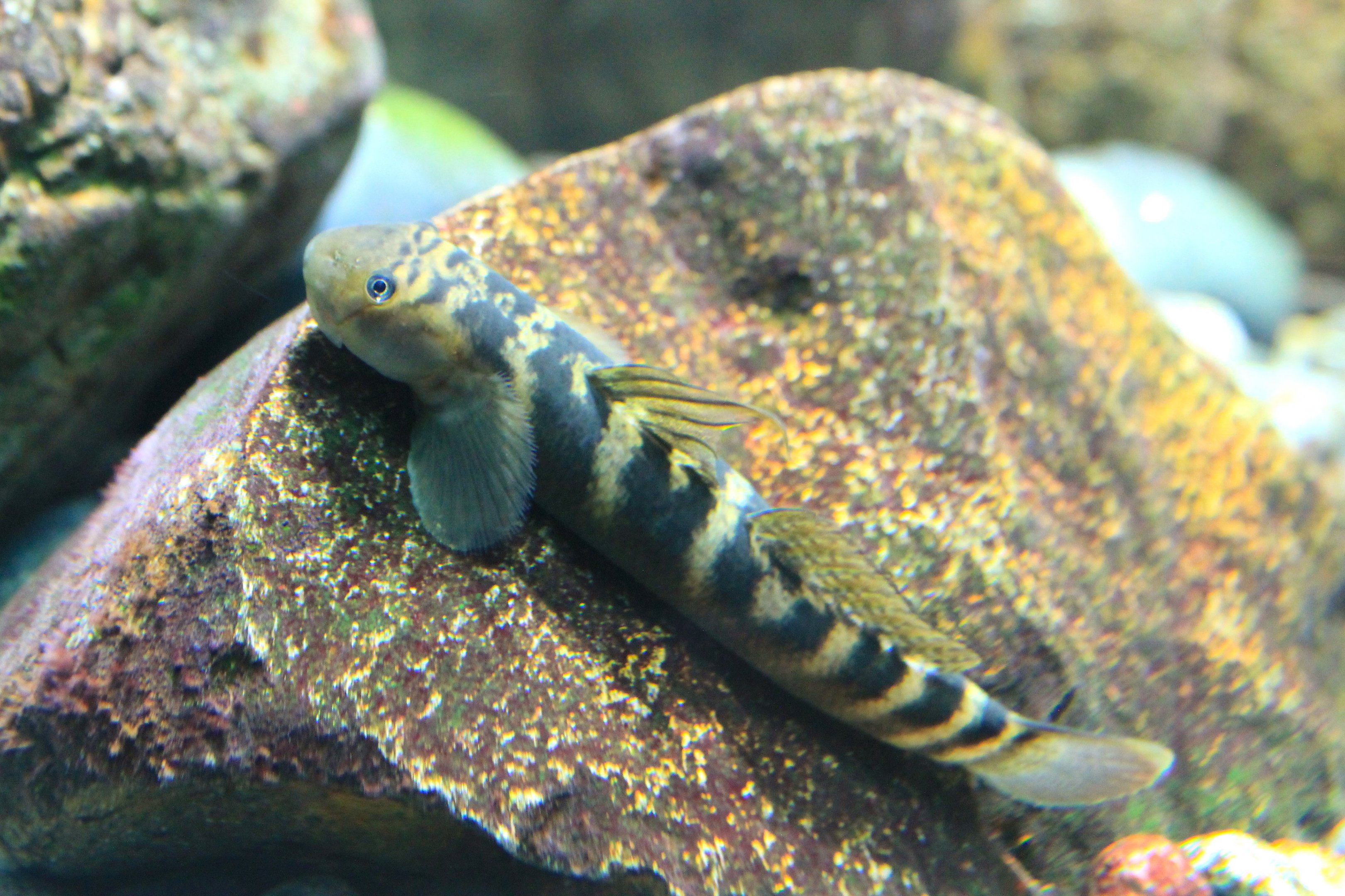 Sicyopterus japonicus