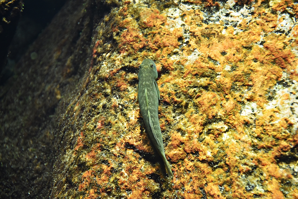 Sicyopterus longifilis