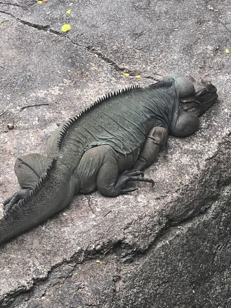 Sid the rhinoceros iguana, June 2022