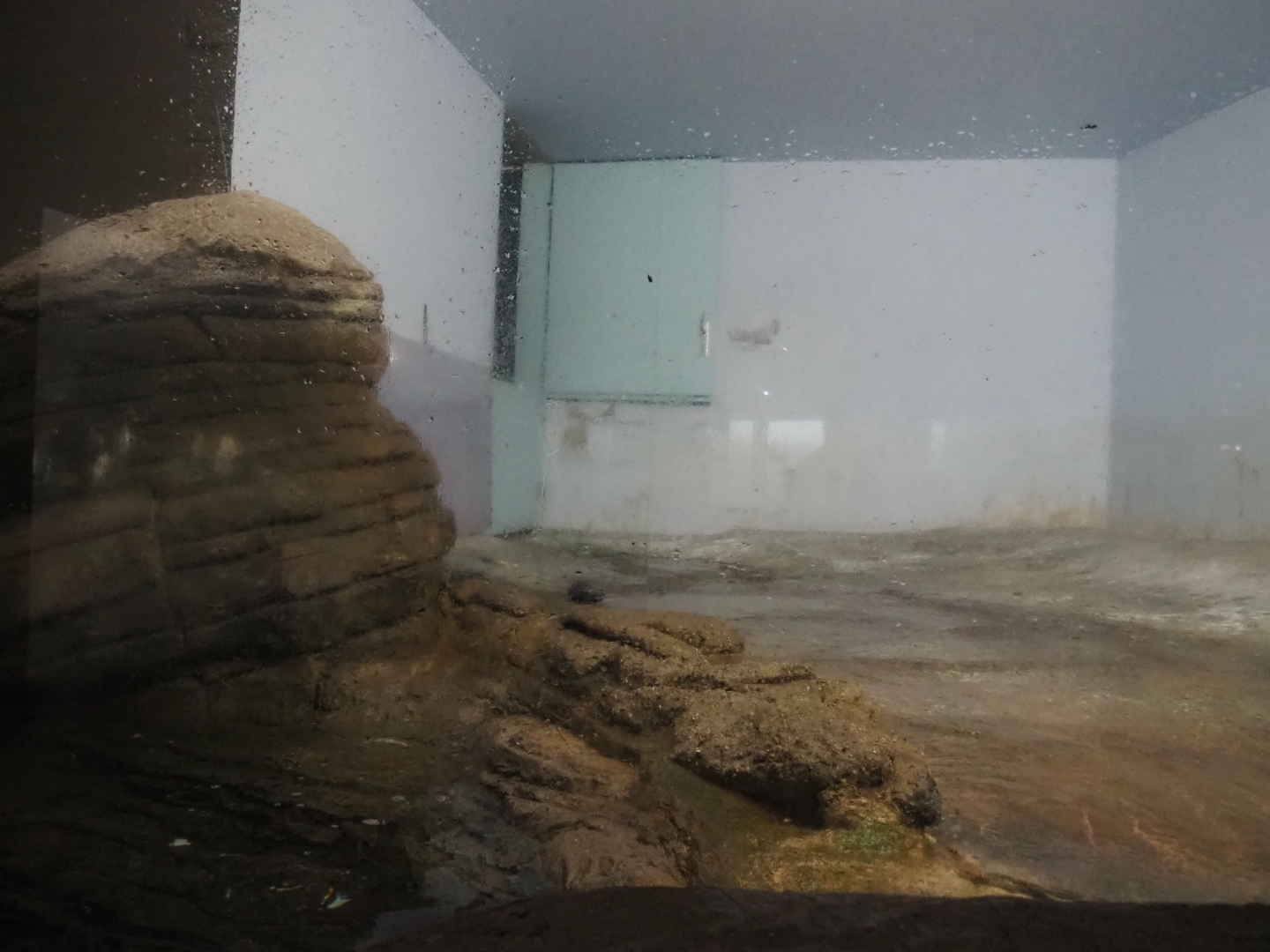 Side area of the penguin exhibit (Nov 10th, 2018)