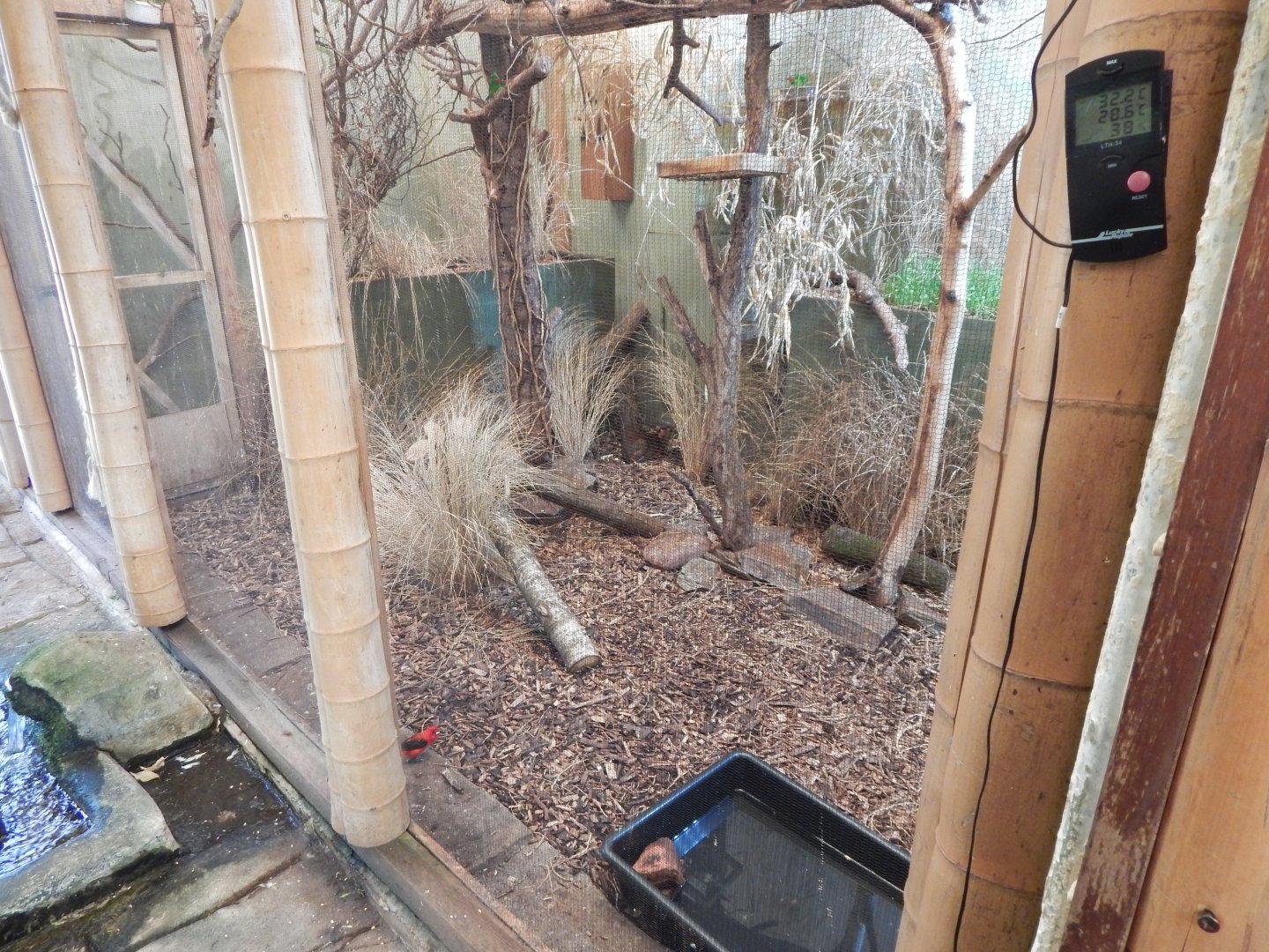 Side aviary in top floor of Tropical House 240424