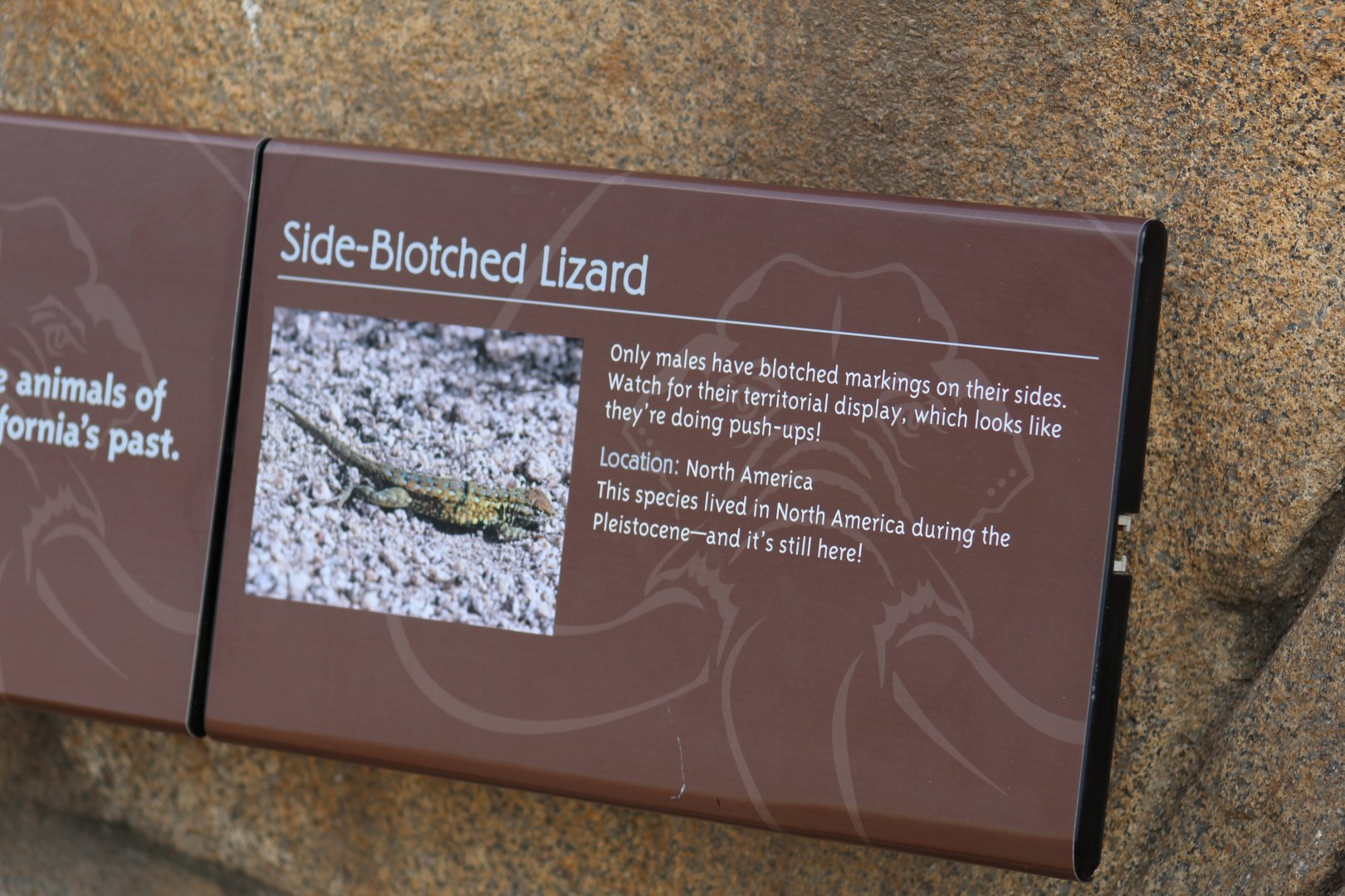 Side-Blotched Lizard Signage