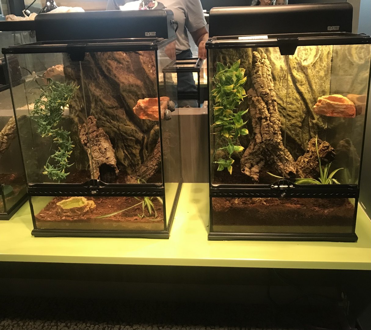 Side-by-Side Crested Gecko Terrariums