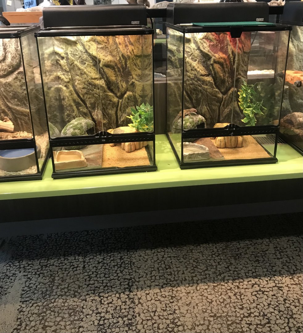 Side-by-Side Leopard Gecko Terrarium