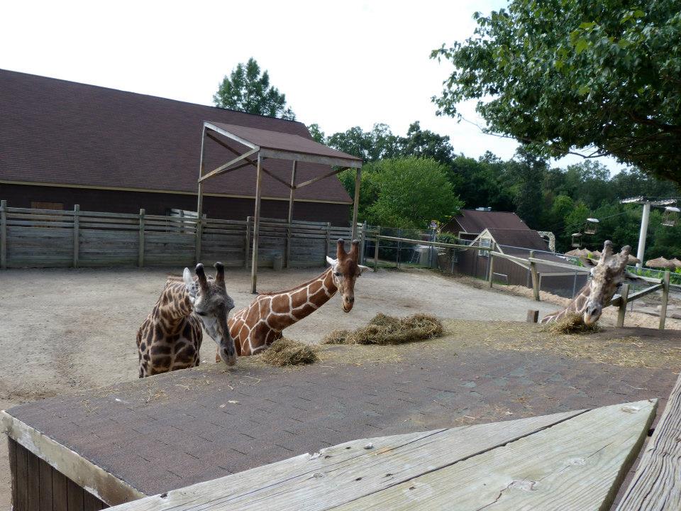 Side Giraffe Exhibit