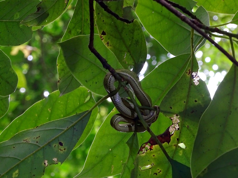 Side-lined Palm Pitviper