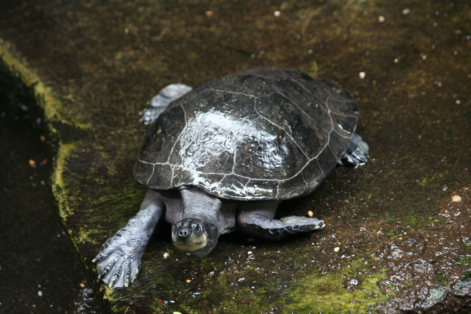 Side-neck turtle