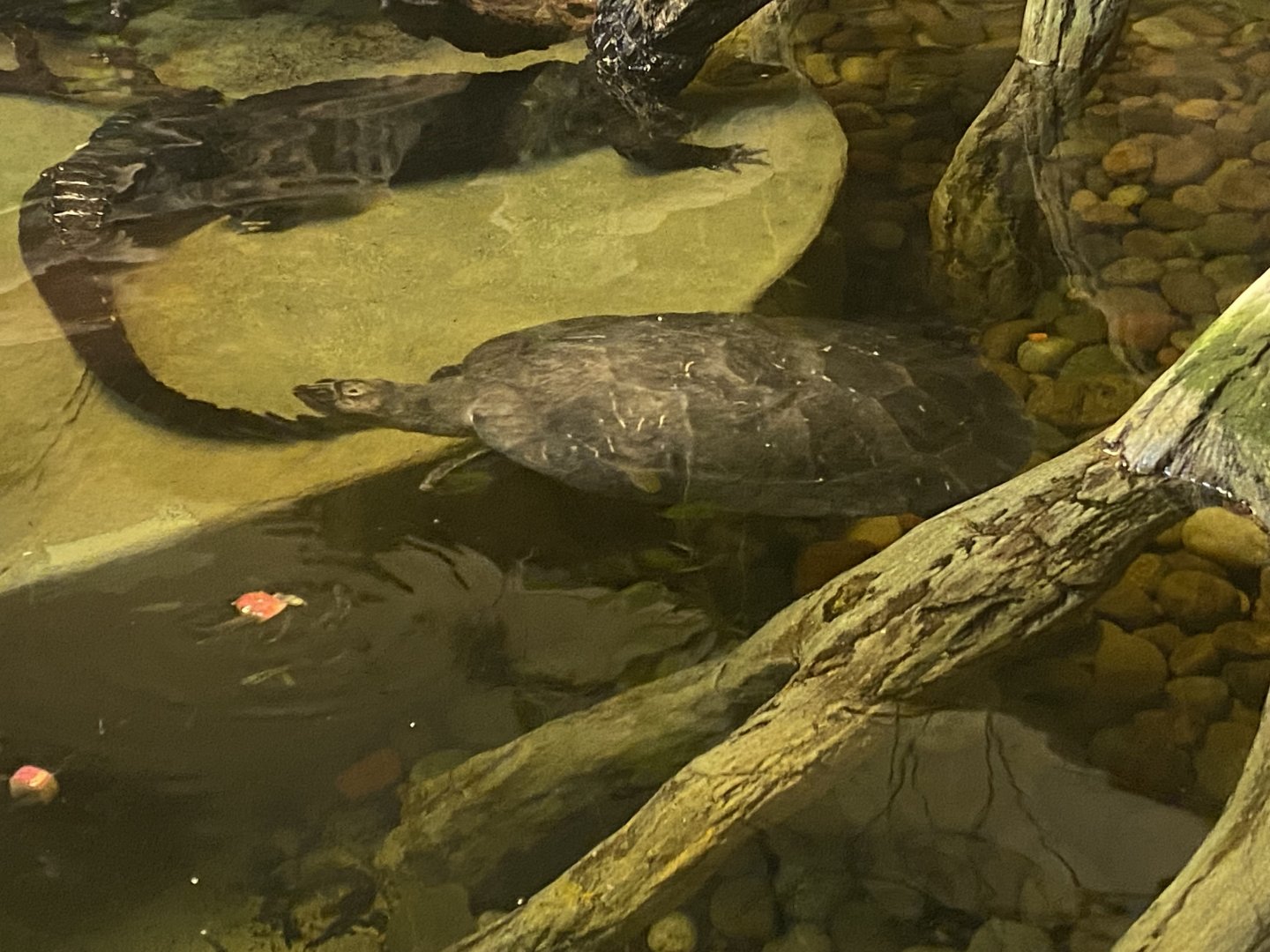 Side-necked turtle