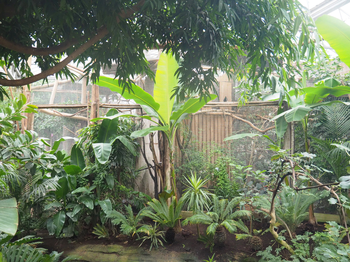 Side of Amazon parrot and hornbill aviaries and part of land area around Lesser flamingo pool, 2022-09-14