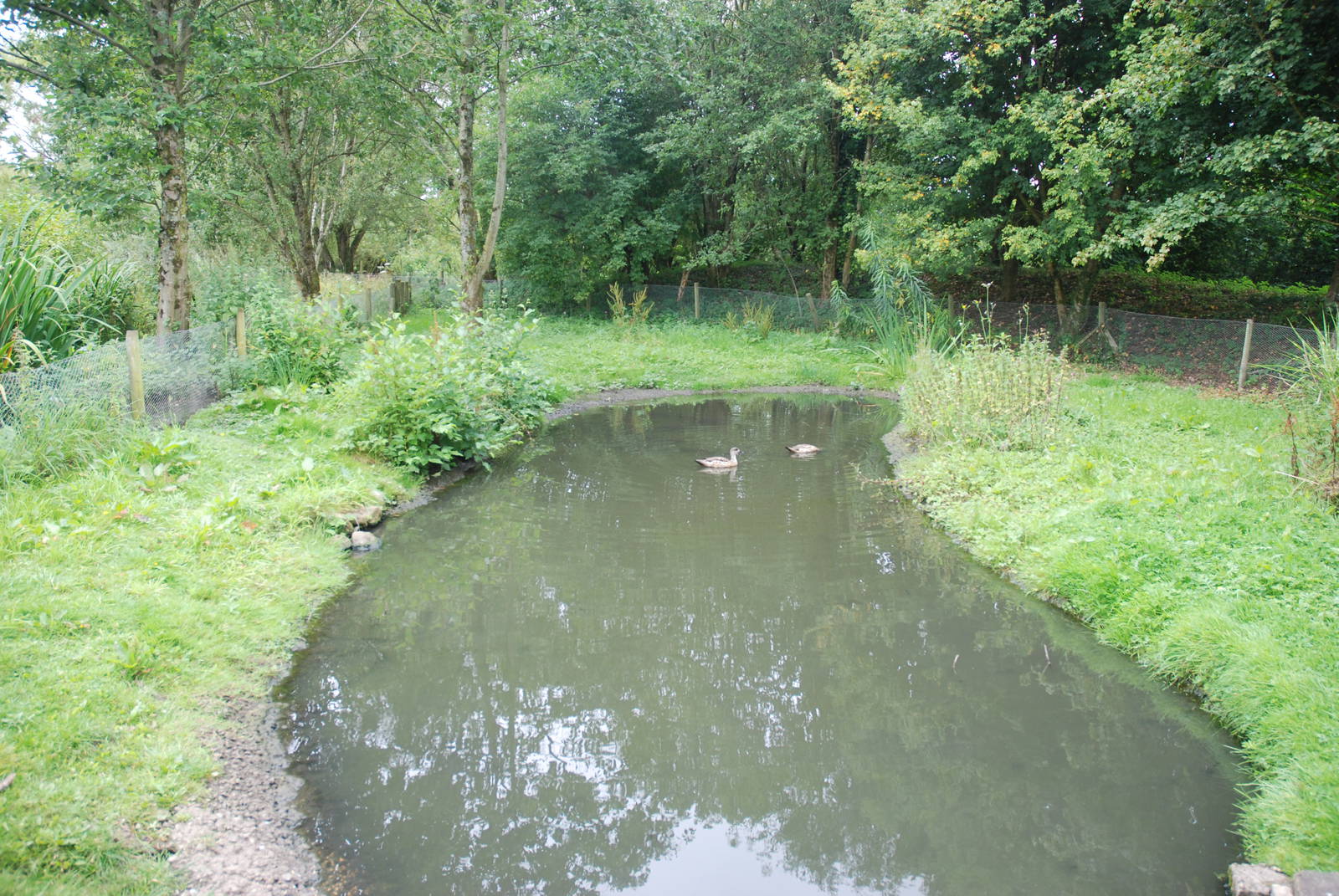 Side Pen at Llanelli WWT, 31/07/11