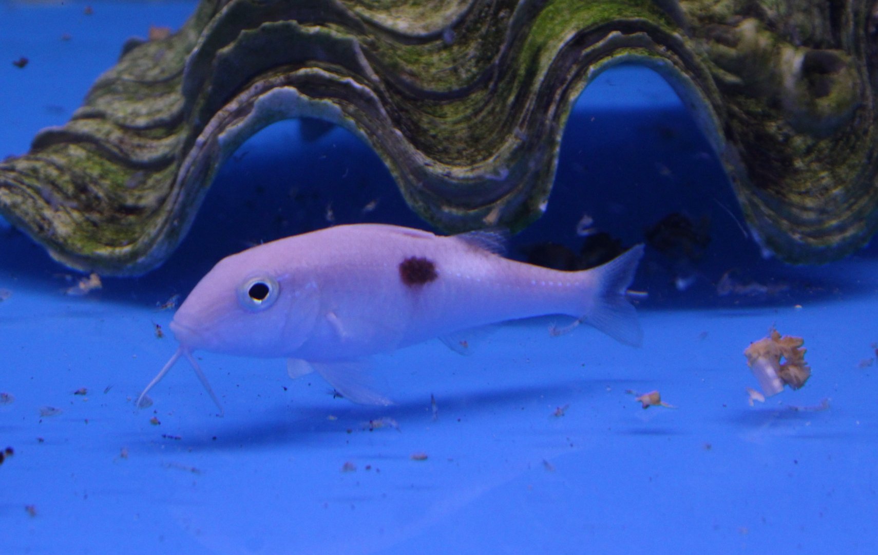 Side-spot goatfish - Parupeneus pleurostigma