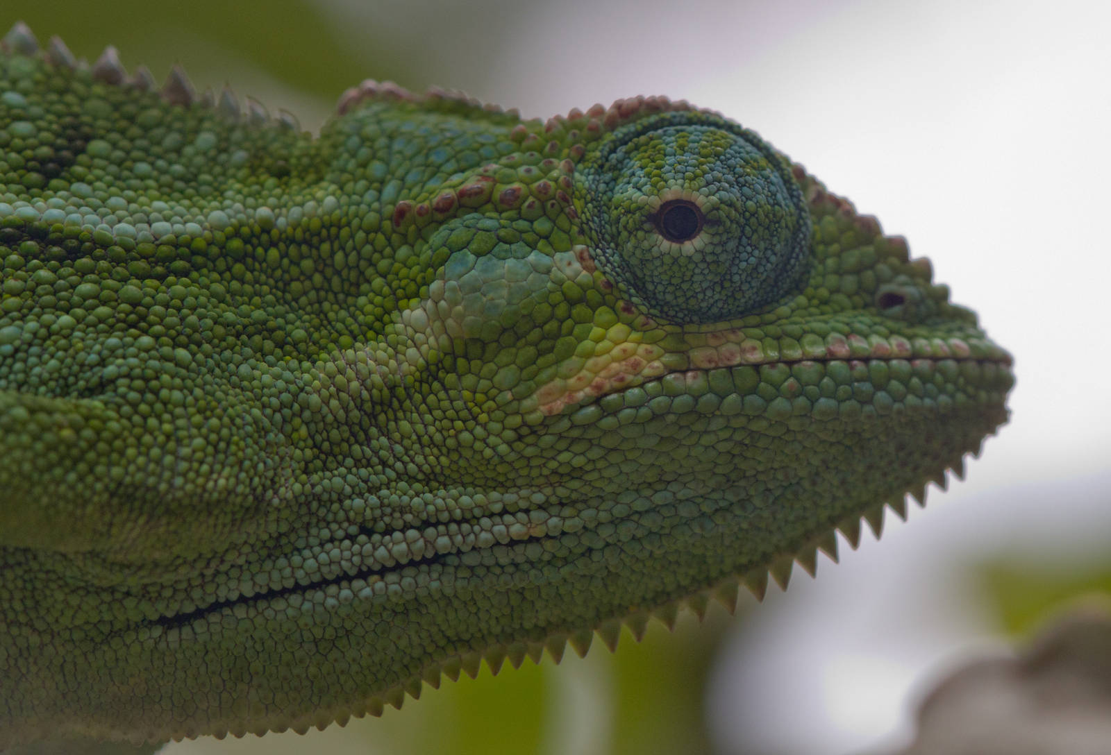 Side-striped Chameleon