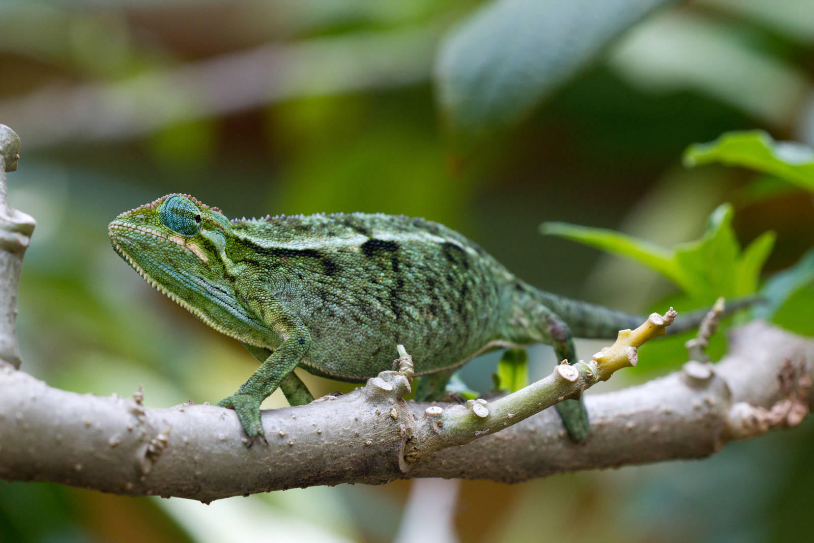 Side-striped Chameleon