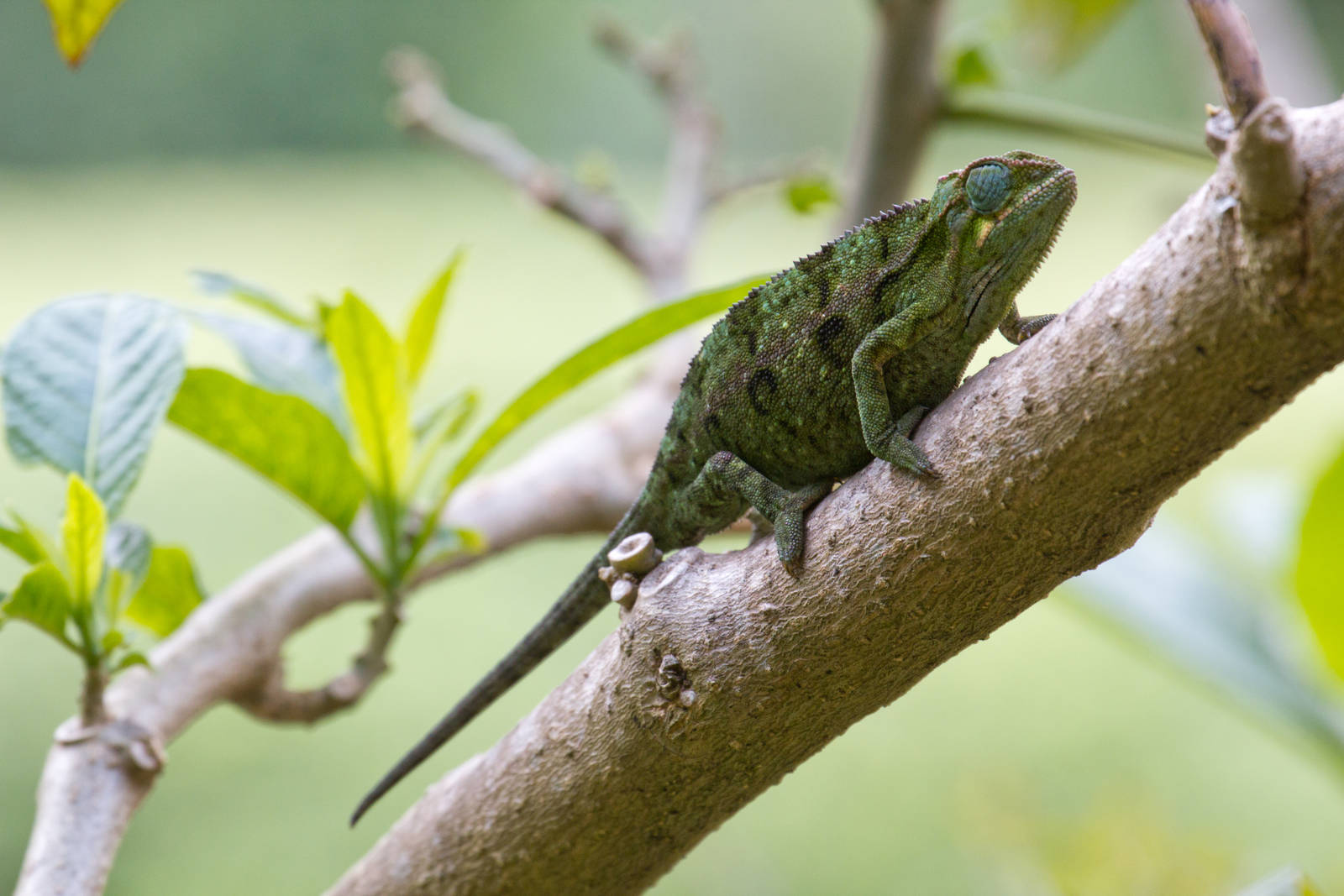 Side-striped Chameleon