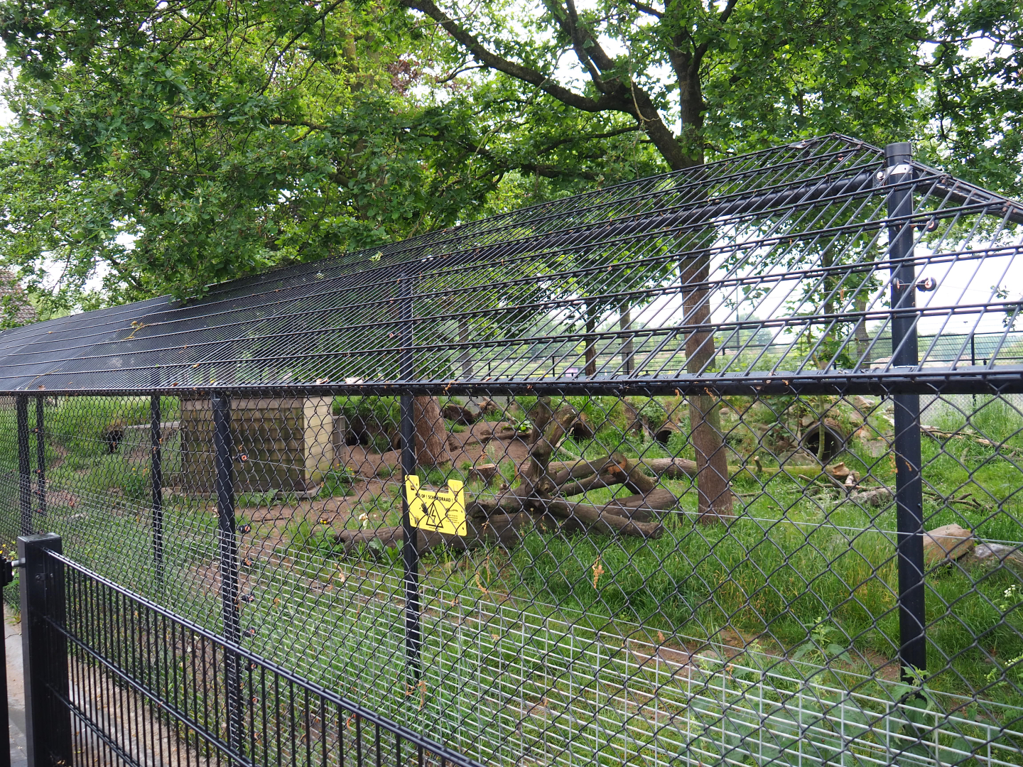 Side-striped jackal exhibit, 2022-05-17