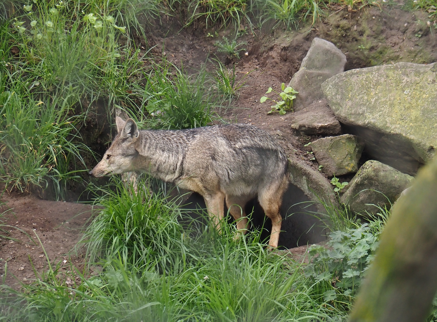 Side-striped jackal (Lupulella adusta), 2024-04-14
