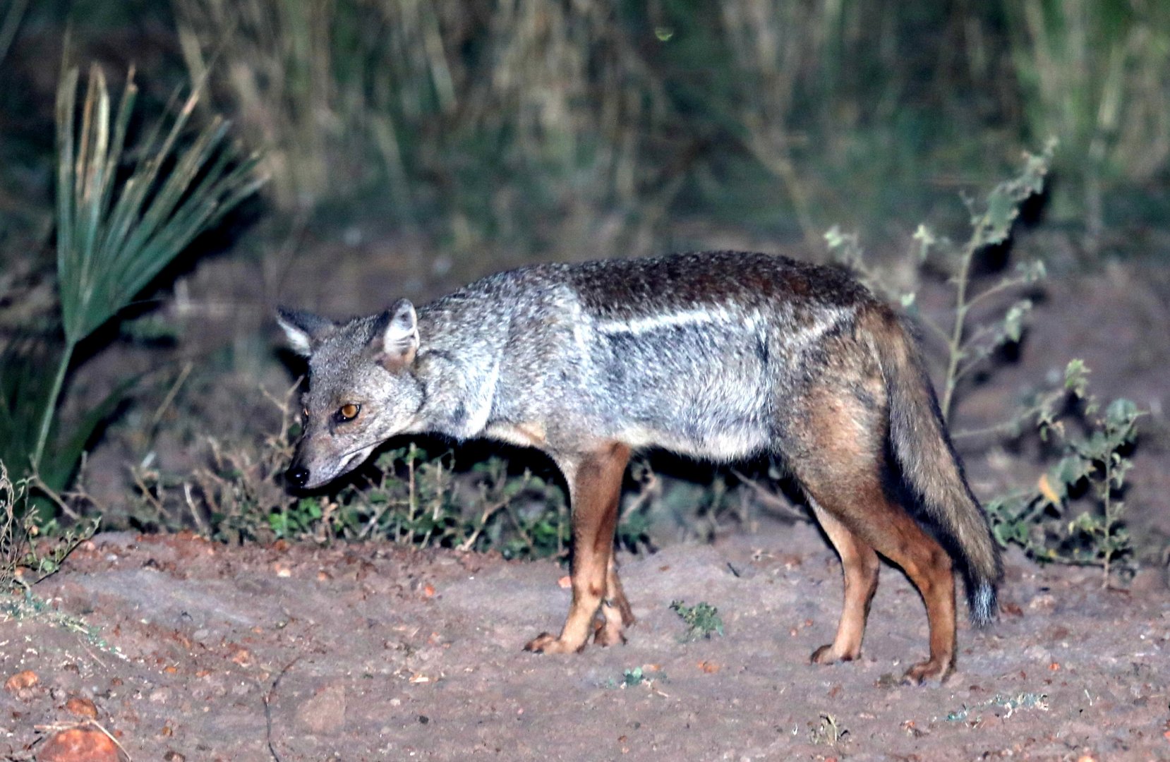 side-striped jackal (Lupulella adusta)