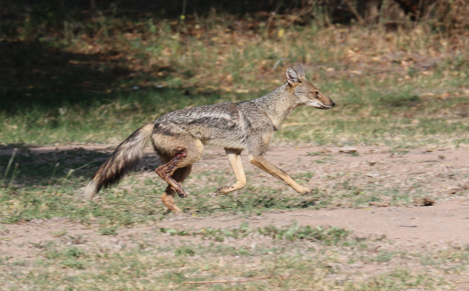 Side-striped Jackal with leg injury